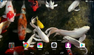 Koi Live Wallpaper screenshot 1