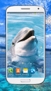 Dolphin Live Wallpaper HD screenshot 1