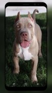 Pitbull Wallpaper HD screenshot 5