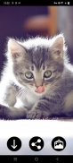 Kitten Wallpapers screenshot 2