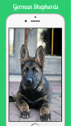 German Shepherds screenshot 5