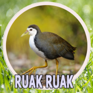 Suara Pikat Ruak Ruak screenshot 4