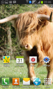 Cow Wallpaper screenshot 5