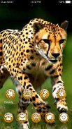 Wild Cheetah  Animal Theme HD screenshot 3