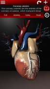 Circulatory System 3D Anatomy screenshot 22
