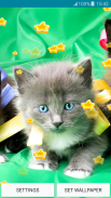 วอลล์เปเปอร์ - ลูกแมว screenshot 2