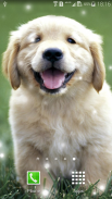 Puppies Live Wallpaper screenshot 5