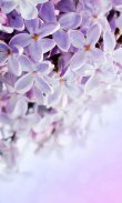 Lilac Flowers Live Wallpaper screenshot 1