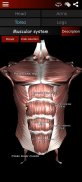 Muskulöses System in 3D (Anatomie). screenshot 19