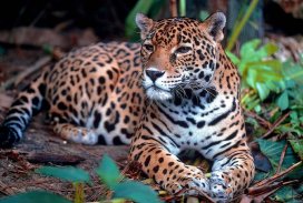Jaguar wallpapers screenshot 4