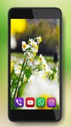 Spring Irises and Narcissus Flowers Live Wallpaper screenshot 3