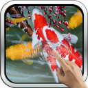 Interactive Koi Fish 3D