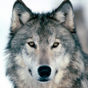 Wolf Wallpapers