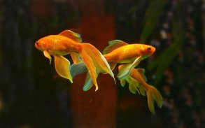 Aquarium Gold Fishes LWP screenshot 3