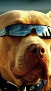 Pitbull Dog Wallpaper HD screenshot 0