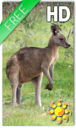 Kangaroo Australia LWP screenshot 0