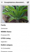 IDentifyIt Cycads screenshot 2