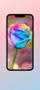 Rainbow Rose WalL screenshot 0