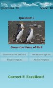 Birds Puzzle screenshot 2