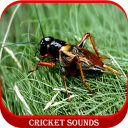 Cricket Sounds