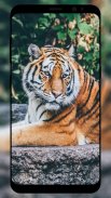 Tiger Wallpaper HD screenshot 6