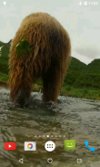 Медведь 4K-видео живые обои screenshot 3