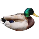 DuckyDuck - Ducky Bhai In Game