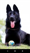 Dog German Shepherd Wallpapers screenshot 13