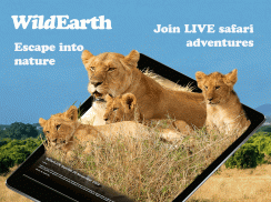 WildEarth TV - Nature Safari screenshot 2