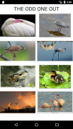 Amazing Animals : Bird Quiz screenshot 0