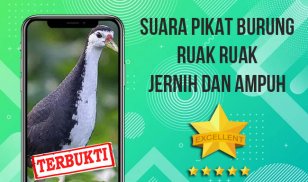 Suara Pemikat Ruak Ruak Ampuh screenshot 0