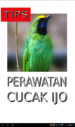 Tips Perawatan Cucak Ijo screenshot 1