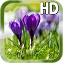 Spring Live Wallpaper Icon