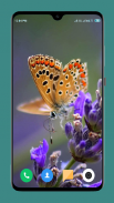 HD Butterfly Wallpaper screenshot 5