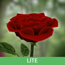 La rose 3D (gratuitement) Icon