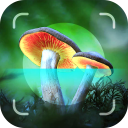 Mushroom Identifier - Picture Mushroom