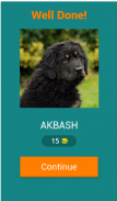 dog breeds quiz screenshot 19