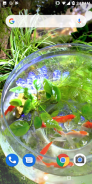 Goldfish Video Live Wallpaper screenshot 3