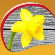 daffodil hidup wallpaper screenshot 8