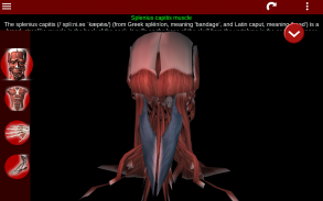 Muskulöses System in 3D (Anatomie). screenshot 4