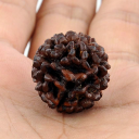 Rudraksha