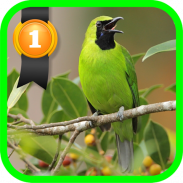 أكبر الخضراء Leafbird screenshot 4