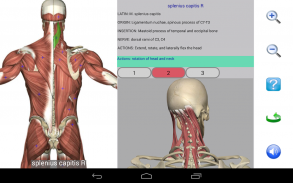 Visual Anatomy Lite screenshot 11