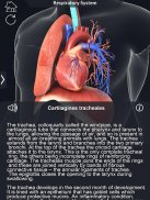 Respiratory System Anatomy screenshot 8