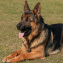 Dog German Shepherd Wallpapers