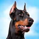 Doberman Dog Simulator Icon