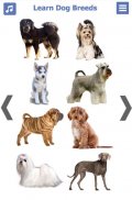 انواع الكلاب | سلالات الكلاب screenshot 8