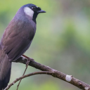 Black-throated Laughingthrush - Baixar APK para Android | Aptoide