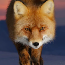 Appp.io - Fox sounds Icon