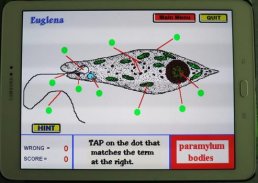 Label that Diagram - Cells screenshot 9